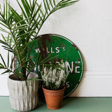 Anaglypta Edward Rom Shot