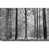 Wall Mural | Avalon 5401