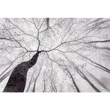 Wall Mural | Inside the Trees (horizontal rectangle)