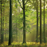 Wall Mural | Autumn Forest 5419 