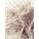 Wall Mural | Dandelion Close Up