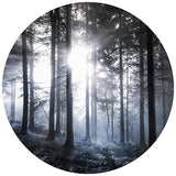 Wall Mural | Sunshine in the Woods (round)